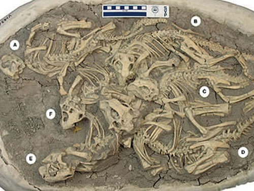 Complete crocodile fossil unearthed in China 