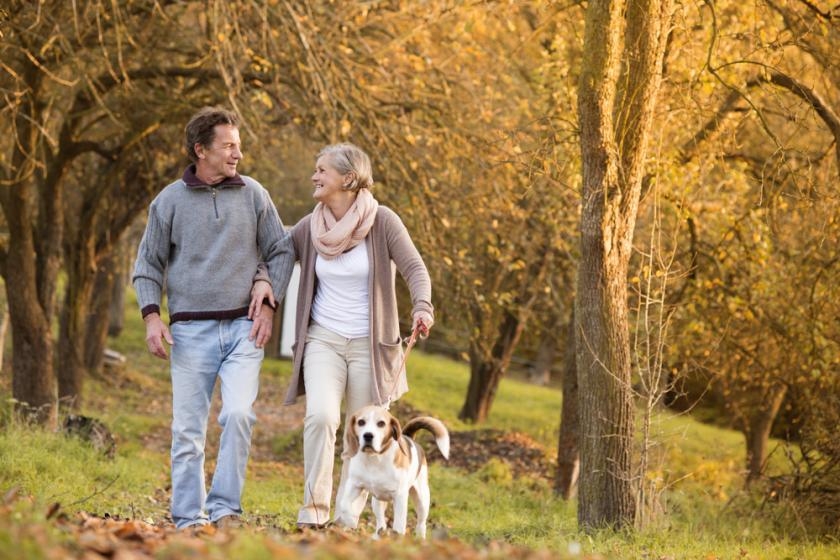  Owning a dog may make elderly more active 