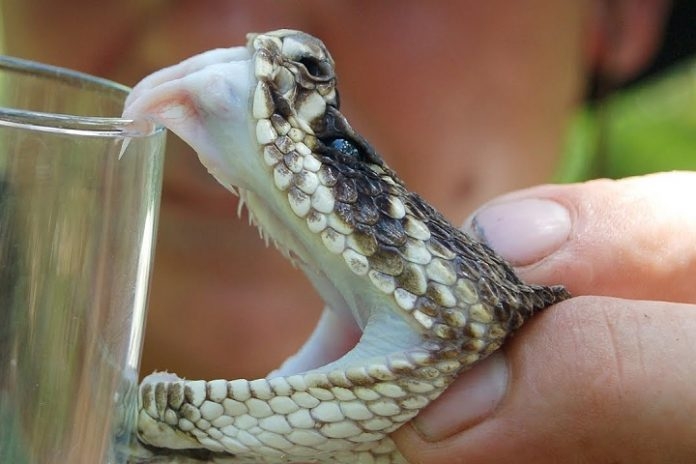  New anti-platelet drug based on snake venom may be safer 