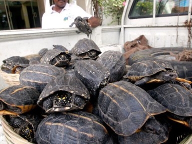  Rescued Indian tortoises to fly back home from Singapore 