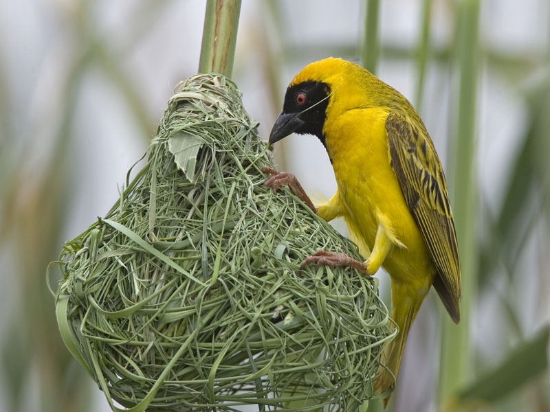  Once common, weavers now extinct in Delhi, says survey (with Images) 