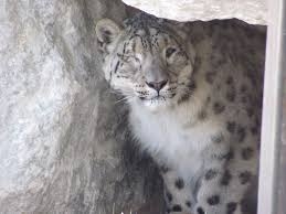  Sufficient wild prey doesn t prevent livestock attacks, says snow leopard expert 