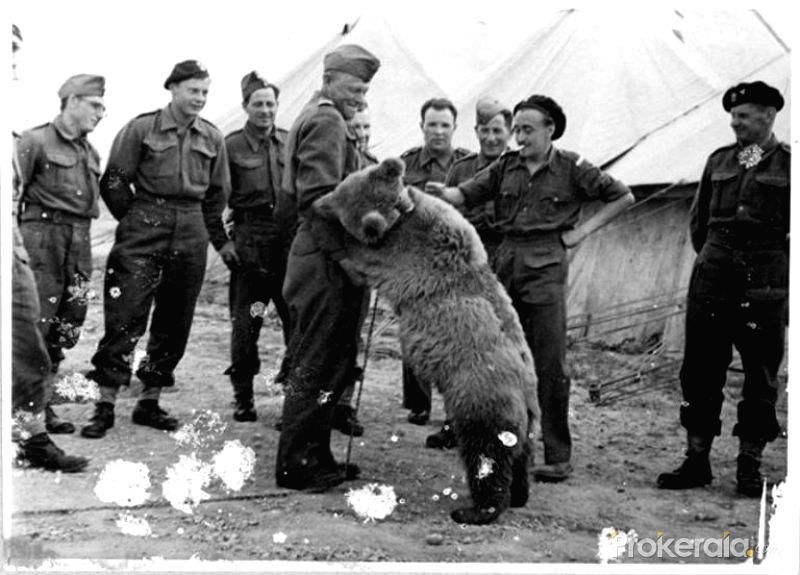  Dogs of war, the gunner bear and World War II  s other unusual combatants (Column: Bookends) 
