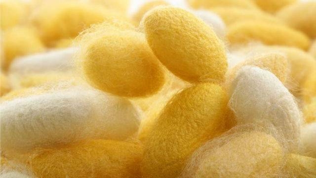  IIT-K team develops wearable technology from silk 