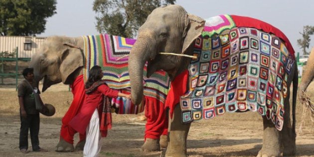  Ageing temple elephant sent to care home in Mathura 