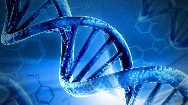  Dynamic DNA helps ward off gene damage: Study 