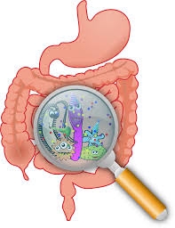  Gut bacteria might help slow down ageing 
