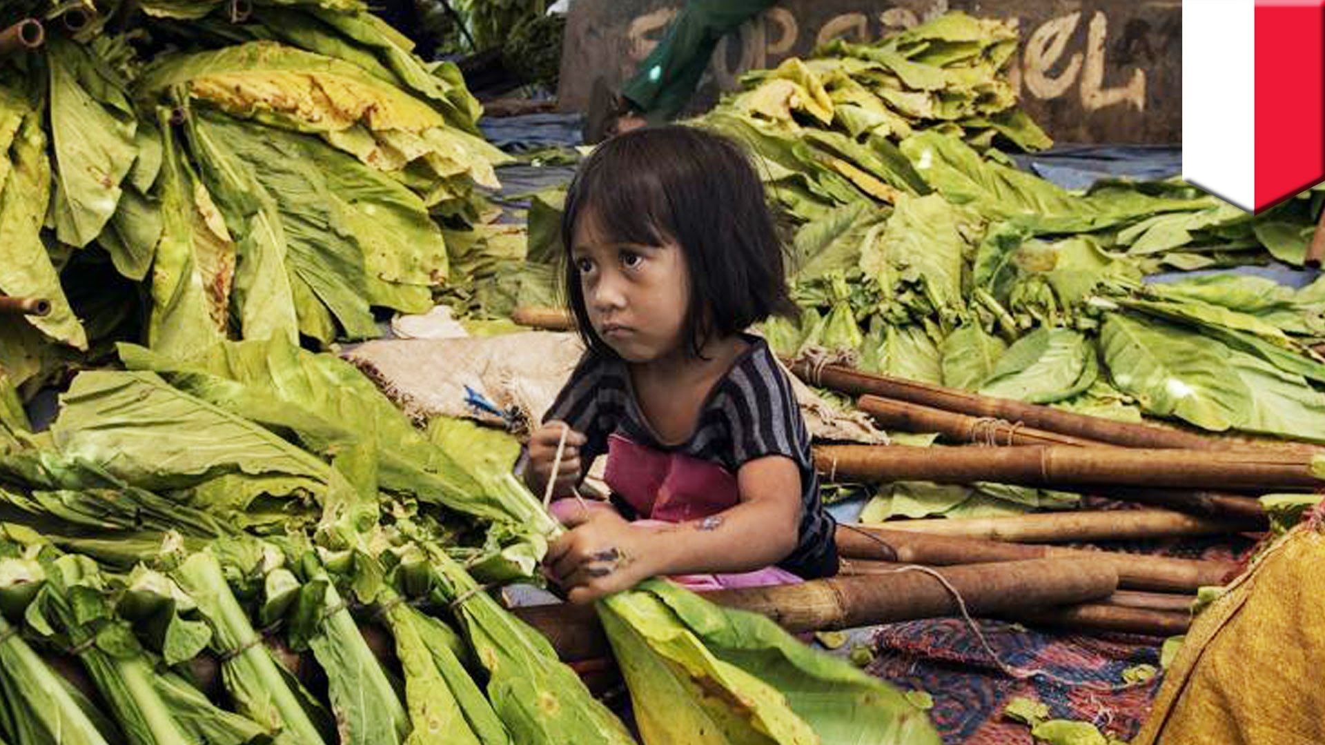 Positives emerge from project to curb child labour in tobacco farming 