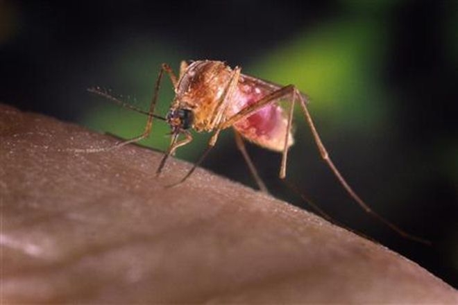  Short light treatment may reduce mosquito bites at night 