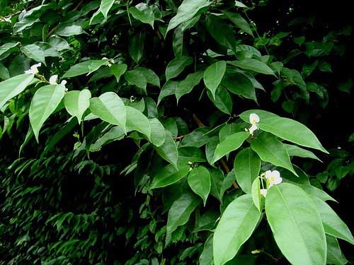  African plant extract could treat Alzheimer s disease 