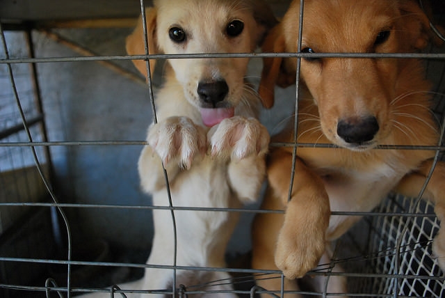  It s business as usual at China dog meat festival, despite ban 