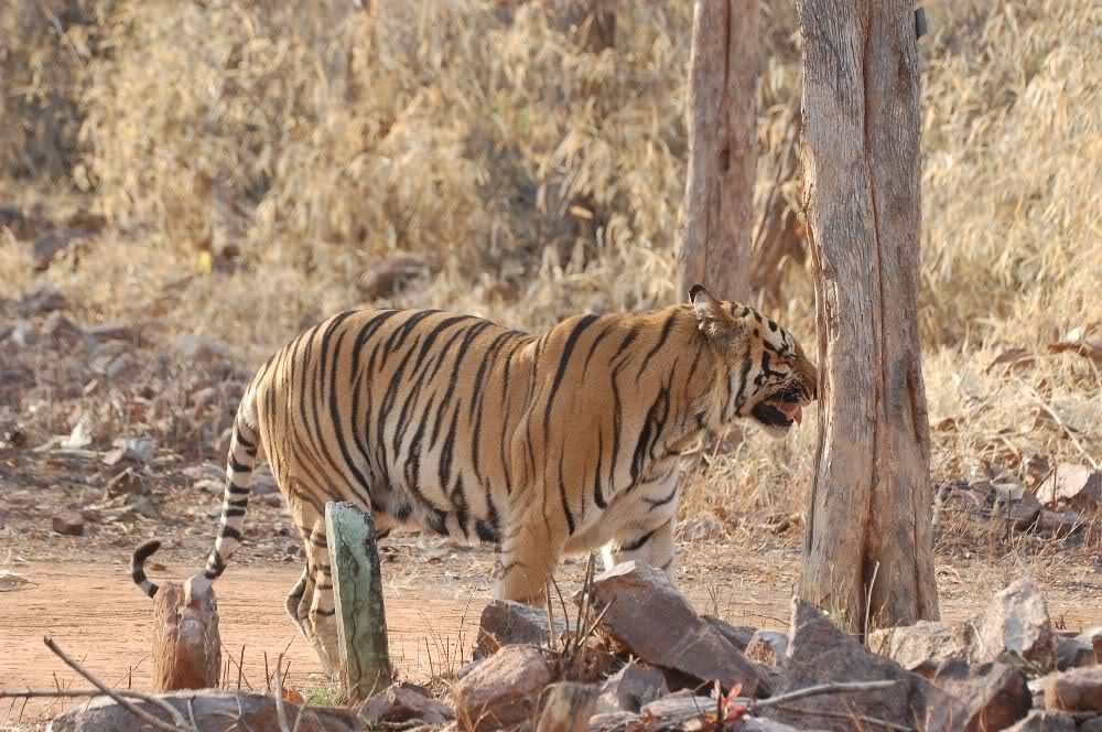  Permission sought to tranquilise, treat injured Bandhavgarh tigress 