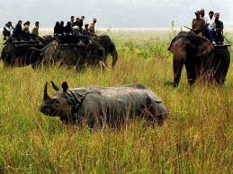  Rhino killed in Assam national park 