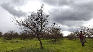  Farmers in 3 Marathwada villages create oasis in suicide-prone region 