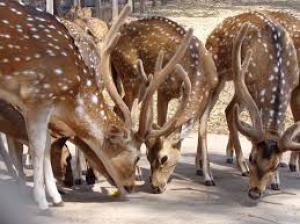  Seizures indicate sharp rise in wildlife smuggling to China 