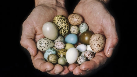  Shape of bird egg related to flight ability 