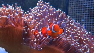 Australia s Great Barrier Reef valued at $42bn 