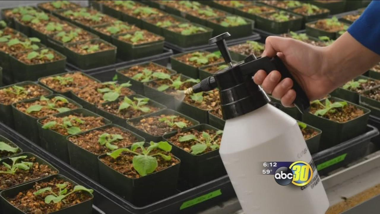  Breakthrough made in drought-resistant crops development 