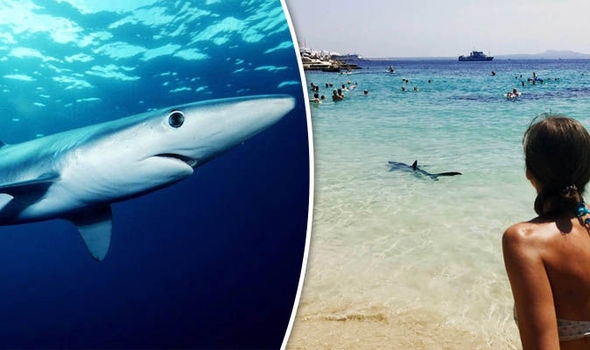  Authorities kill shark scaring tourists in Spain 