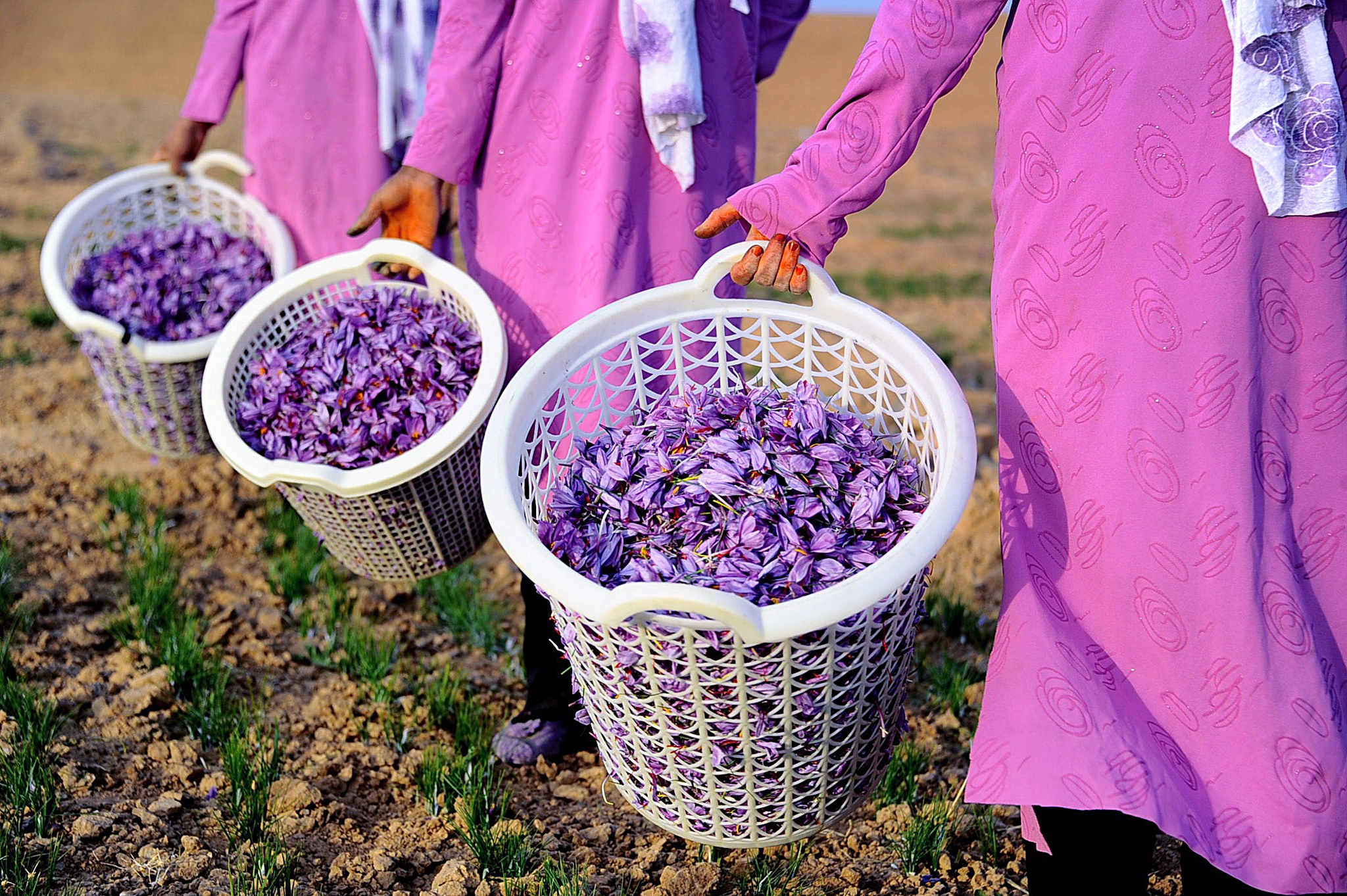  Afghan saffron growers call for larger export market 