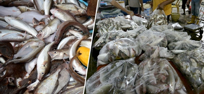  10 million tonnes of fish go waste every year: Study 