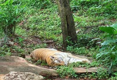  14-year-old tigress dies at Goa zoo 