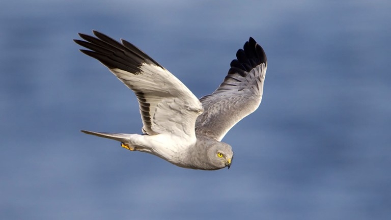  Sky-dancing hen harrier almost extinct in England 