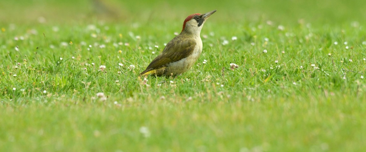  Greener Beijing welcomes back wild birds 