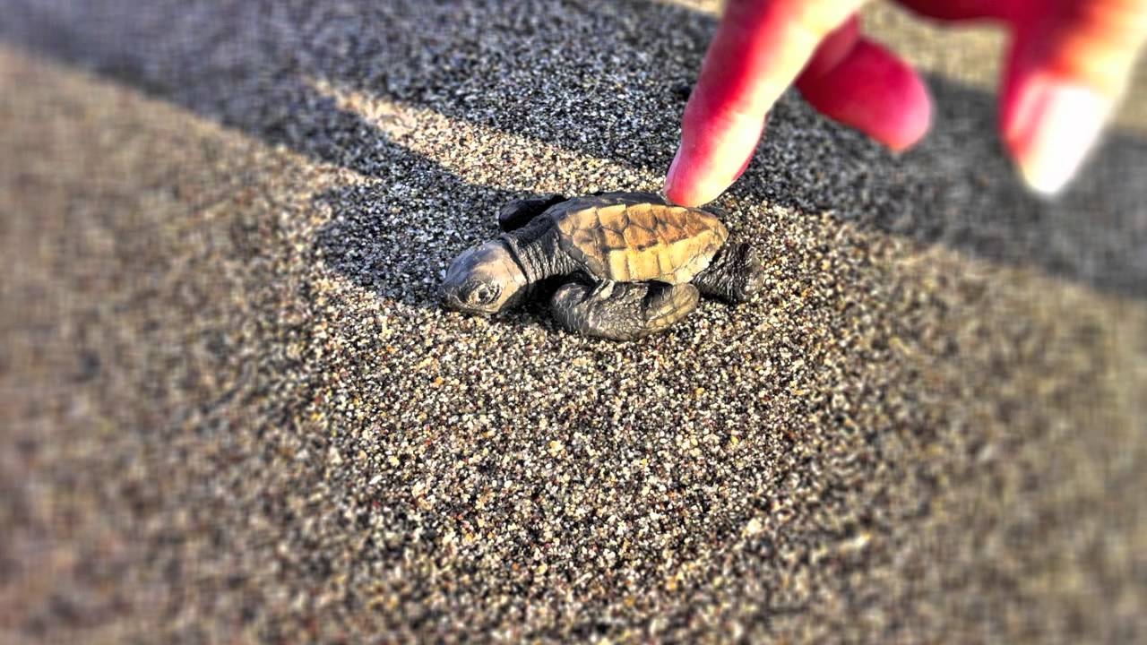  Newborn turtles saved in Mathura 