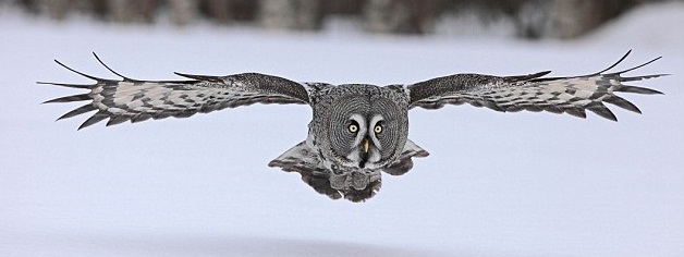 Owls  wings could hold key to quieter aircraft 