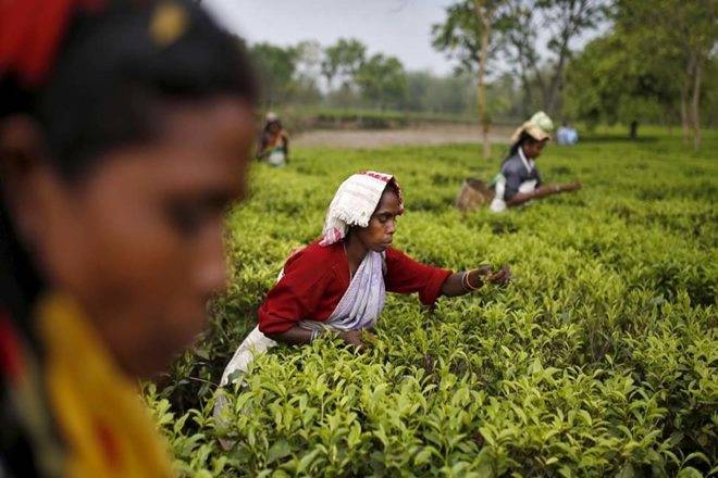  Political unrest likely to affect Darjeeling tea exports: ICRA 