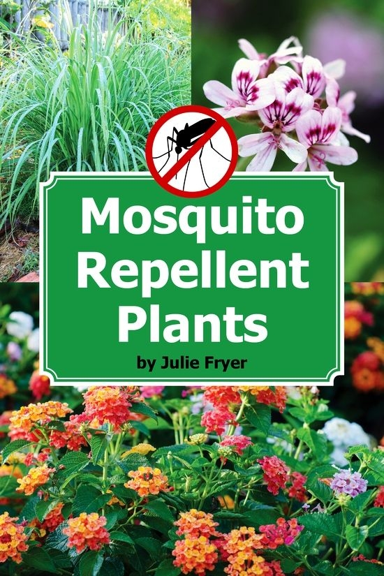  Remove wild shrub to cut down malaria cases: Study 