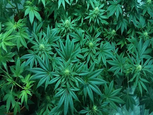  Marijuana valued at Rs 2 crore seized in Imphal 