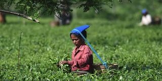  GST issues for tea auction sorted out 