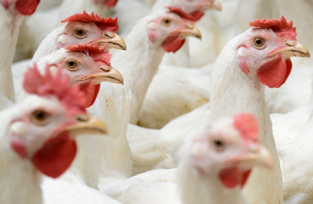  India declares itself free from Avian Influenza 