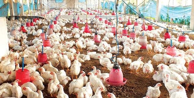  Enable consumers to choose healthy farmed chickens: Law panel 