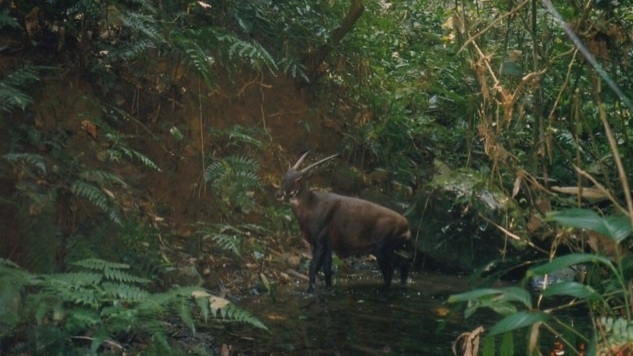  World s 1st Saola breeding centre in Vietnam 