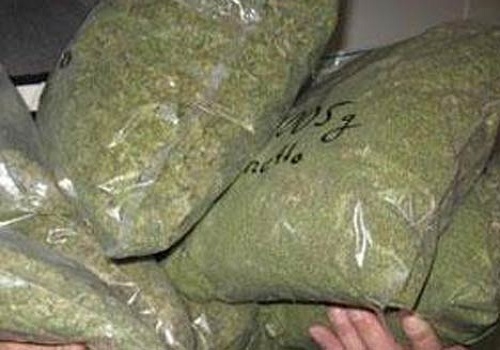  SSB seizes marijuana worth Rs 13.15 cr, one held 