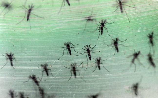  SGRH alone gets 9 dengue, 4 chikungunya cases in 12 days 