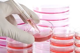  Regulate stem cell therapies: Experts 