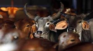  Maharashtra rocked by three beef-related incidents 