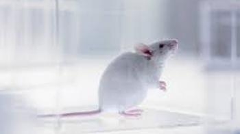  Mini human heart from rat may revolutionise transplants 