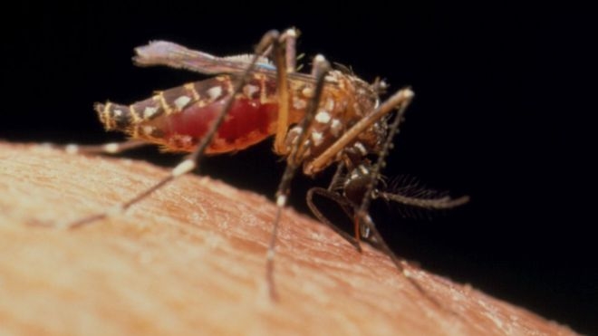  Why eradication of mosquitoes is not the best idea 