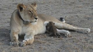  Lioness nurses leopard cub in Tanzania 