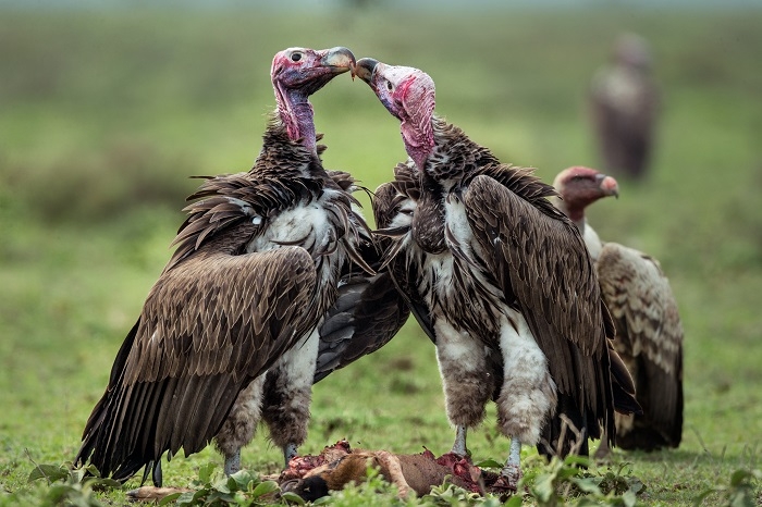  Three Indian vulture species in global list for highest protection 