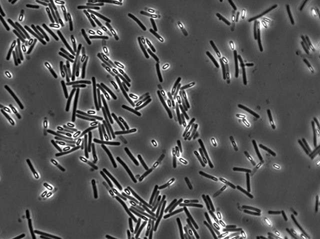  Excess calcium behind dangerous hospital infection 