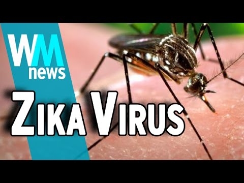  Zika infection unlikely to get worse due to prior dengue 