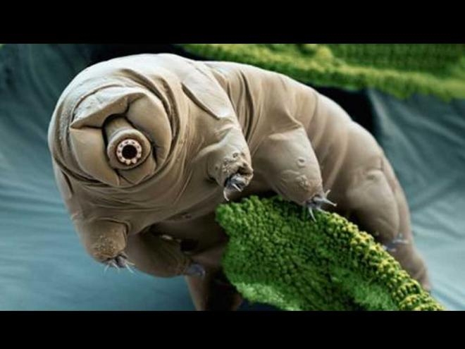  This micro animal can outlive the Sun 