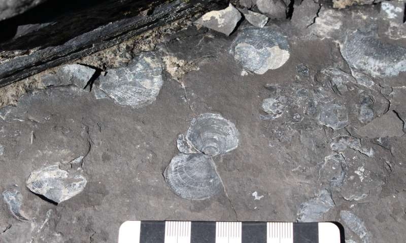  Fossil site shows impact of Jurassic s low oxygen oceans 