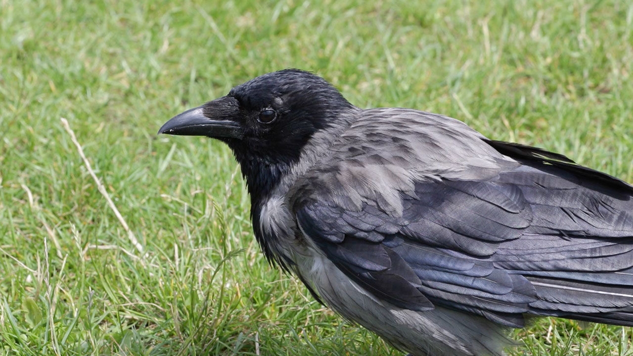  Ravens can plan for future like humans 